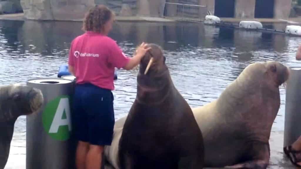 Wat is de stand van zaken rond het transport van 12 zeezoogdieren uit het Dolfinarium naar China?