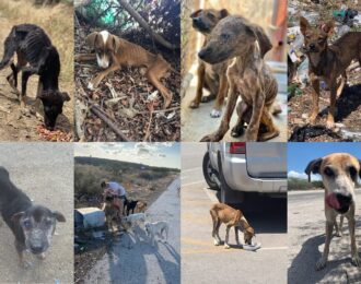 House of Animals biedt petitie aan tegen doden van honden en katten op Curaçao
