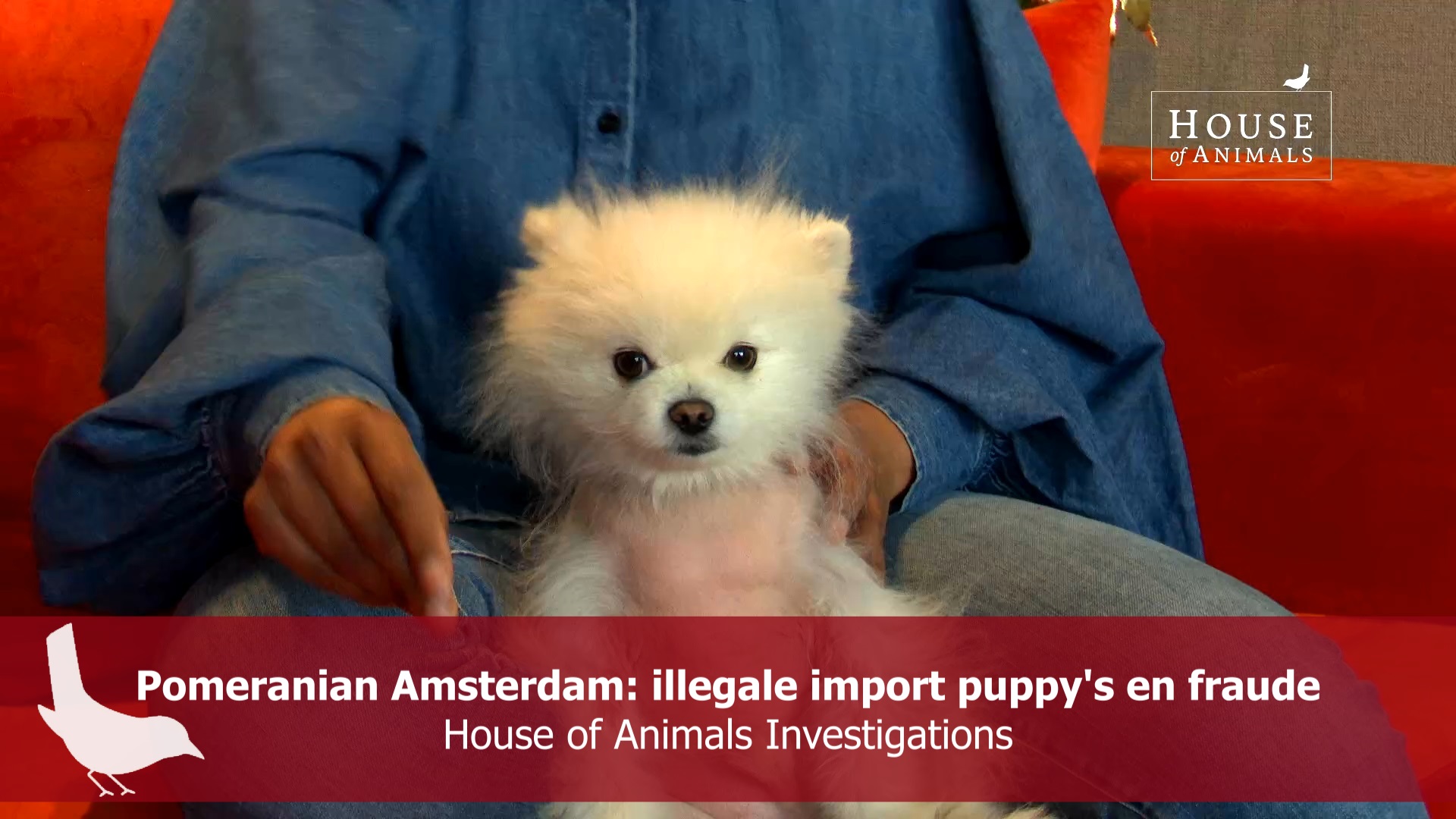 Pomeranian Amsterdam: illegale import puppy's en fraude