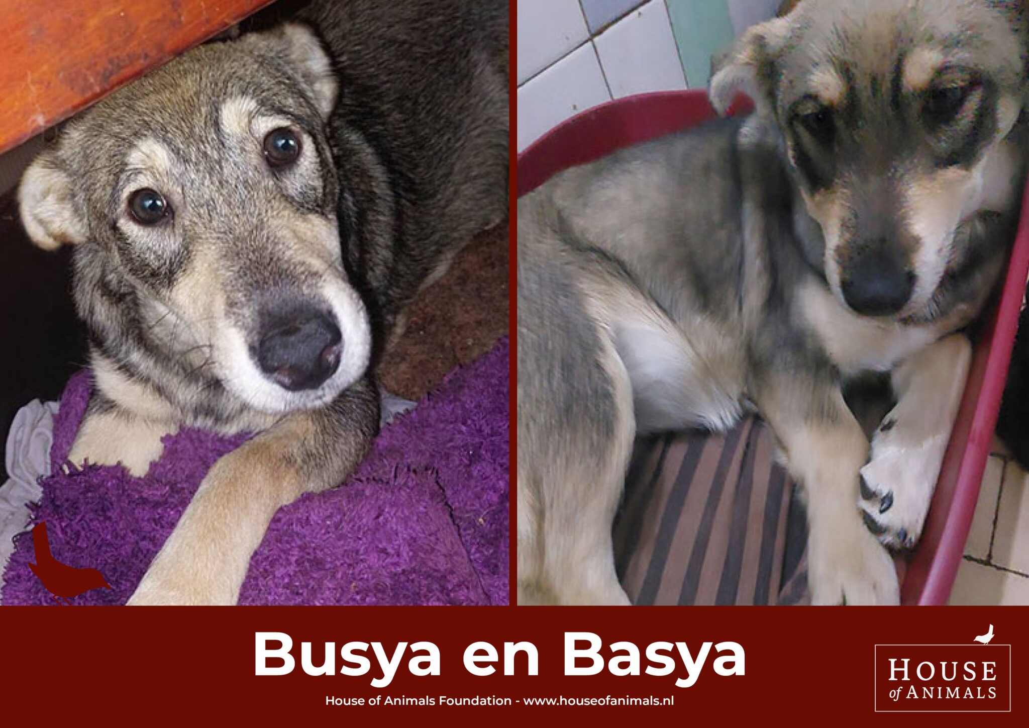 foto Busya en Basya