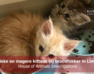 Zieke en magere kittens bij broodfokker Cattery Nazarene in Limburg