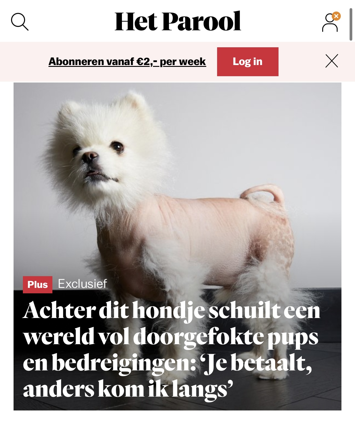 Achter dit hondje schuilt een wereld vol doorgefokte pups en bedreigingen: ‘Hij zei: je betaalt die 3500 euro, anders kom ik langs’