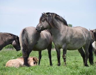 Weer een drama voor konikpaarden door wanbeleid