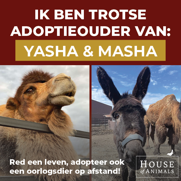 Ik ben trotse adoptieouder.