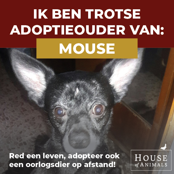 Ik ben trotse adoptieouder.