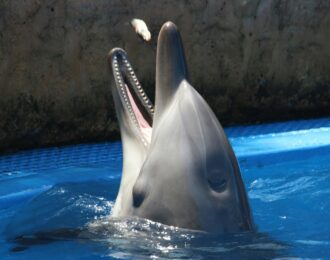 Dolfinarium krijgt Michelinster met vieze bijsmaak