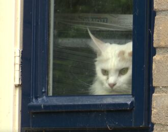 Opnieuw hartverscheurend leed bij Kattenfokster met houdverbod