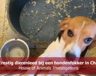 Opnieuw ernstig dierenleed bij een hondenfokker in Chaam