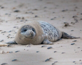 Jonge grijze zeehond