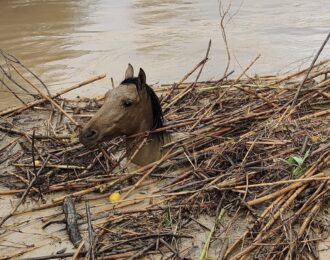 House of Animals helpt dieren in rampgebied Spanje