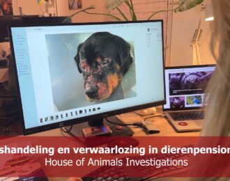 Mishandeling en verwaarlozing honden in dierenpension Darp