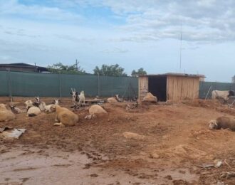 Overstroomde dierenshelters in Spanje